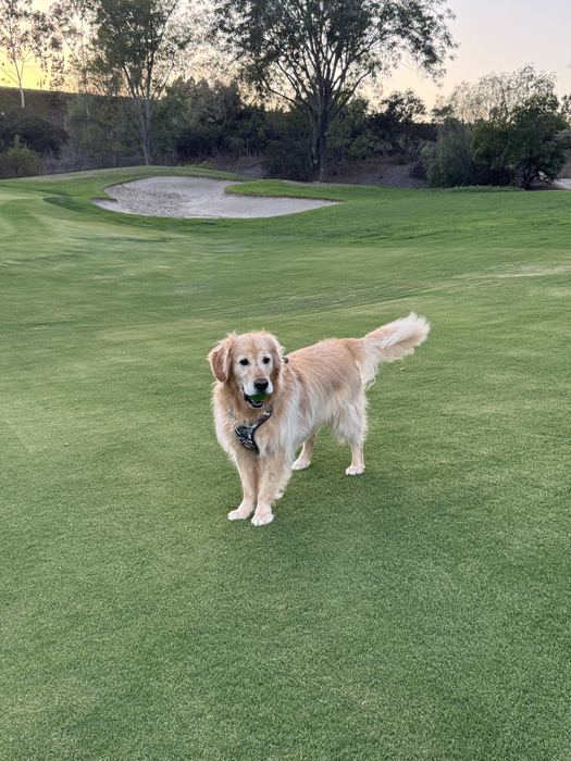 Max, a golden retriever, holding a ball on a golf course